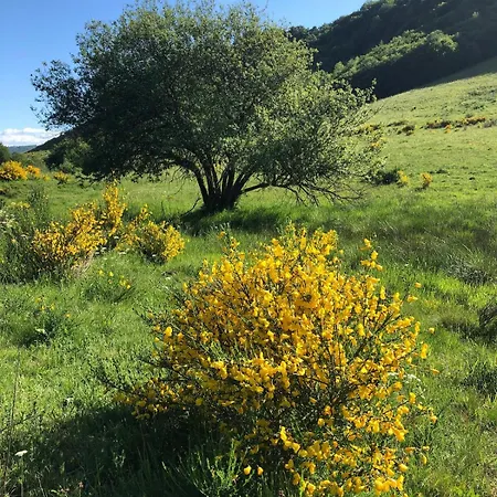 Lägenhet A Cote De La Station De Le Lioran Dans Le Cantal