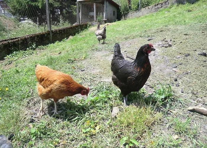 A Cote De La Station De Le Lioran Dans Le Cantal