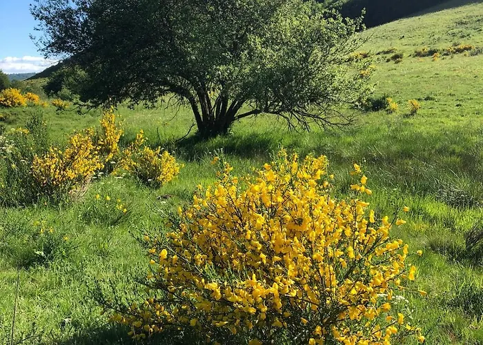 Apartment A Cote De La Station De Le Lioran Dans Le Cantal